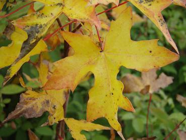 Schönes Herbstlaub bei Acer truncatum