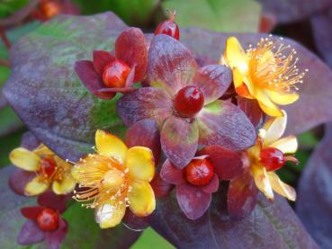 Rote Fruchtstände und gelbe Blüten vom Johanniskraut Albury Purple