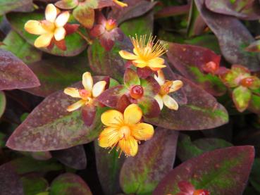 Das Johanniskraut Albury Purple - rote Blätter und gelbe Blüten