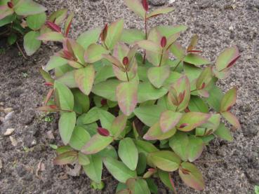 Johanniskraut Albury Purple - Jungpflanze mit rotem Blattaustrieb