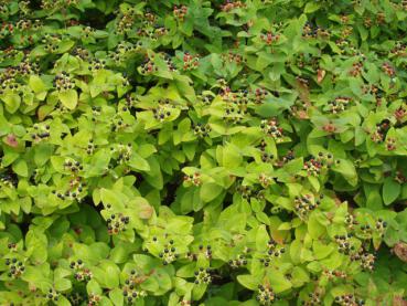 Hypericum androsaemum