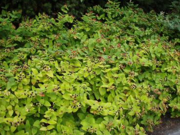 Hypericum androsaemum