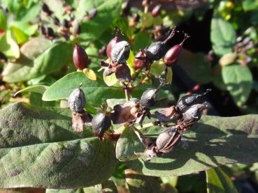 Hypericum androsaemum