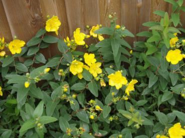 Johanniskraut Hidcote - zahlreiche gelbe Blüten im Spätsommer