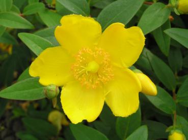 Johanniskraut Hidcote - große gelbe Blüte