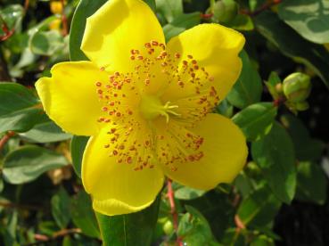 Hohes Johanniskraut - große gelbe Blüte