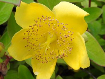 Gelbe Blüte vom Hypericum moserianum