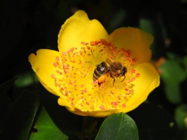 Hohes Johanniskraut - reiches Pollenangebot