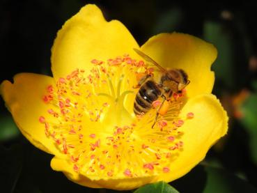 Hypericum moserianum - Bienennährgewächs