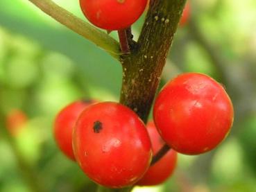 Rote Früchte der Korallenhülse