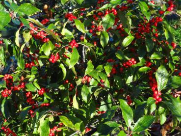 Roter Fruchtbehang bei Ilex verticillata