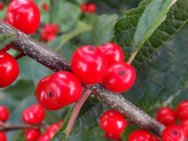 Rote Früchte von Ilex verticillata