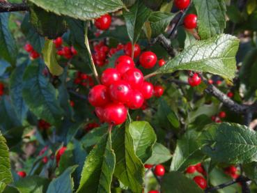 Ilex verticillata mit roten Früchten