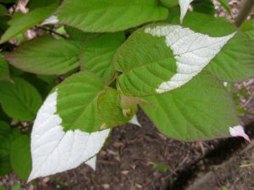 Weißbunte Blätter der Schmuckblatt-Kiwi im frühen Frühjahr
