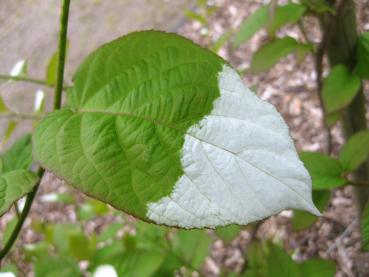 Halb weiß, halb grün - Blatt der Schmuckblatt-Kiwi