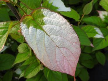 Schmuckblatt-Kiwi - hübsch gefärbtes weiß-rosa Blatt der Kletterpflanze