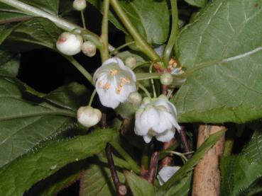 Buntblättrige Kiwi (Actinidia kolomikta) - weiße Blüten