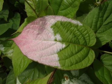 Schmuckblatt-Kiwi (Actinidia kolomikta): Rosafärbung im Sommer
