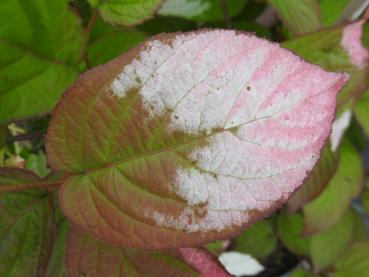 Schmuckblattkiwi (Actinidia kolomikta) - weiß-grüne Blätter mit zarter Rosafärbung