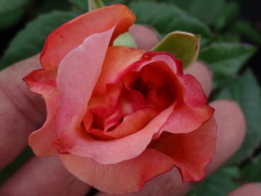 Blütenknospe der Edelrose Augusta Luise® öffnet sich