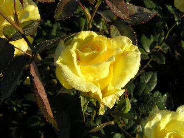 Gelbblühende Rose Mabella