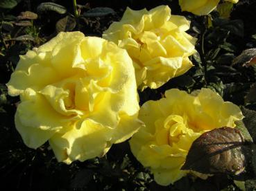 Rosa Mabella mit gelben Blüten