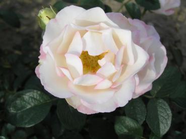 Bella Weiß verblüht in regenreichen Sommern leicht rosa