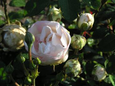 Auch die Blüte von Bella Weiß färbt sich bei ungünstigen Bedingungen leicht rosa