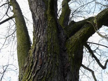 Alter Kastanienbaum im Winter