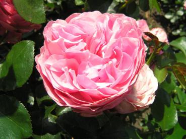 Gefüllte Blüte der Historischen Rose Leonardo da Vinci ®