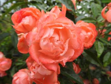 Blüte der Rose Margo Koster