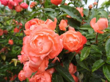 Blütenfülle der Rose Margo Koster