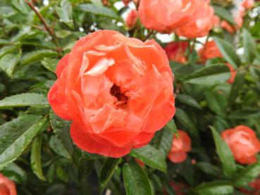 Nahaufnahme der Blüte von Rose Margo Koster