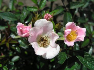 Heideröslein Nozomi mit rosa Blüten