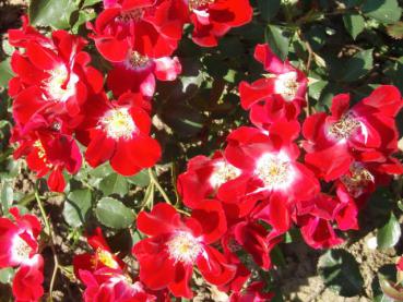 Rose Red Meidiland mit weiß-roten Blüten