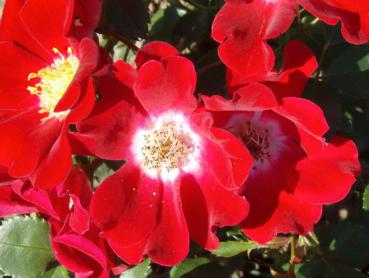 Rose Red Meidiland: rote Blüten mit weißen Augen