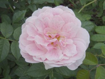 Rosa Kir Royal - rosablühende Kletterrose