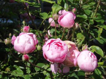 Blüten der Ramblerrose Raubritter