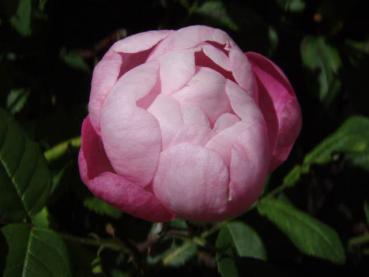 Die geschlossene Blüte der Rosensorte Raubritter