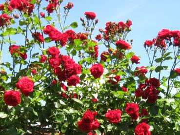 Rosenrankgitter mit der Rose Sympathie