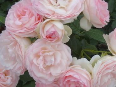 Schöne, gefüllte Blüte der Strauchrose Eden Rose ®