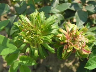 Rosa chinensis Viridiflora