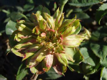 Rosa chinensis Viridiflora