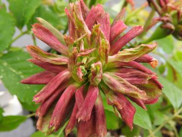 Rosa chinensis Viridiflora