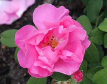 Rosa gallica Officinalis