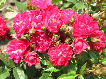 Dunkle rote Blüten der Rose Alberich