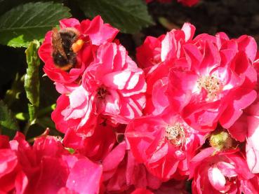 Die halbgefüllten Blüten der Rose Alberich sind auch bei Bienen und Hummeln beliebt.