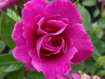 Rosa Bluenette® Blüte
