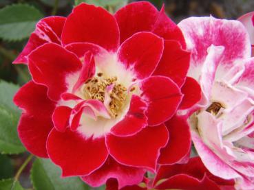 Eine Einzelblüte der Rose Little Artist