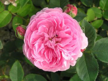 Die Blüte der Rosa Louise Odier ist kräftig rosa